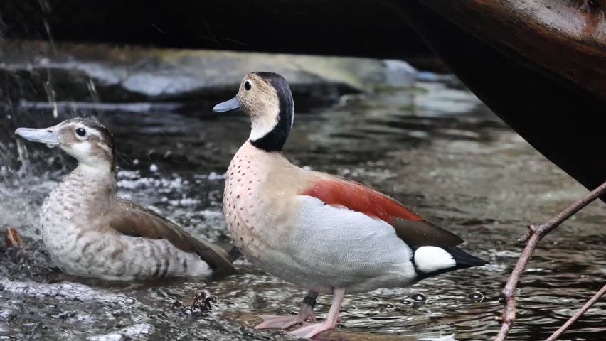 Two ducks engage in playful behavior in a pond, with one splashing water and the other standing on a log, highlighting their interaction in a natural setting