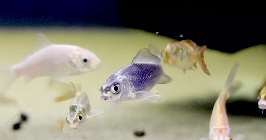A flock of golden fish eats sand in an artificial aquarium.mp