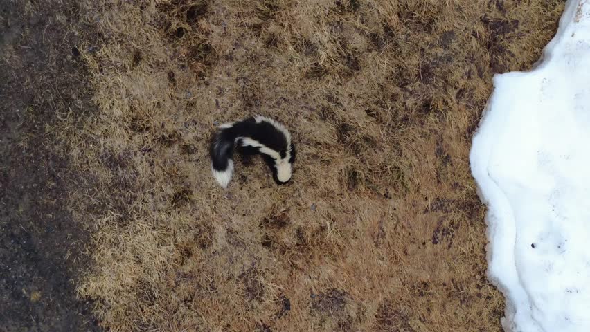 A low‑flying drone captures a fearless striped skunk sniffing yellow grass near melting snow, searching for insect larvae after hibernation.