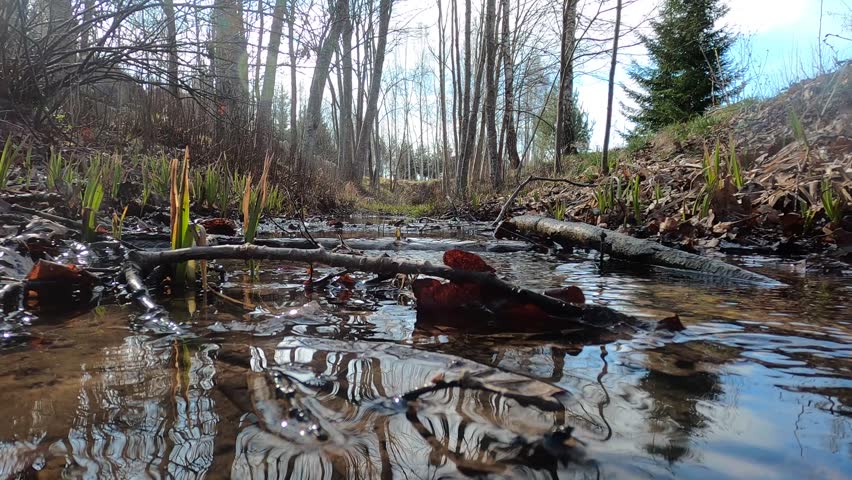 Flowing water in a small forest stream during early spring. Natural scene with branches, leaves, and fresh plants creating a calm outdoor atmosphere.