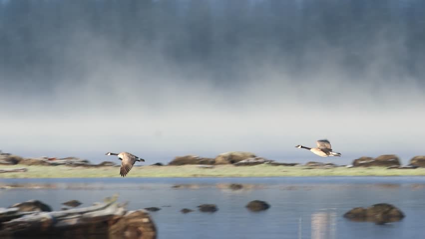 Canada geese (Branta canadensis) flying in and landing at McCoy Flat Reservoir, Lassen County, California. Slow motion wildlife video.