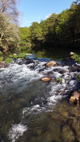 River water flowing over rocks and green plants in a sunlit forest