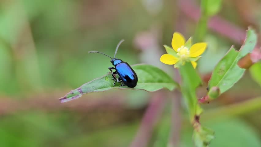 Metallic Blue Leaf Beetle on Green Leaf with Yellow Flower Macro Close Up