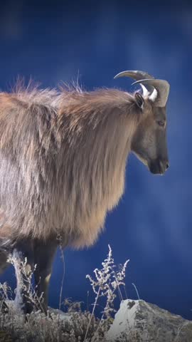 This video features a mountain goat standing on a rocky outcrop set against a serene blue night sky. The scene captures the tranquility and beauty of the natural world, highlighting the majestic creature and its rugged habitat.