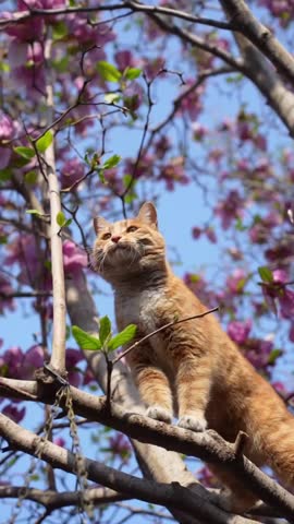 This video features a curious orange cat perched on a tree branch in front of a vibrant blooming tree. The cat appears to be exploring its surroundings in a serene natural setting.