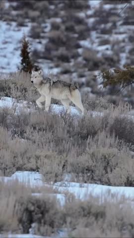 This video shows a wolf standing in a snowy landscape with dry grass and a pine tree in the background. The scene is serene and peaceful, showcasing the beauty of nature and the wild animal in its natural habitat.