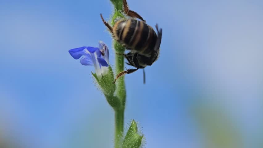 Extreme Macro Close Up of Bee Collecting Nectar on Tiny Flower with Blue Sky Background