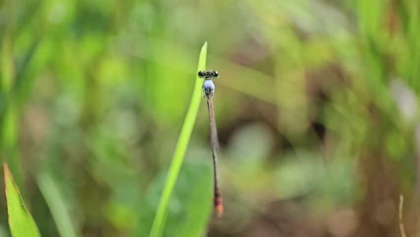 Macro Close Up of Damselfly Perched on Grass Blade in Natural Environment