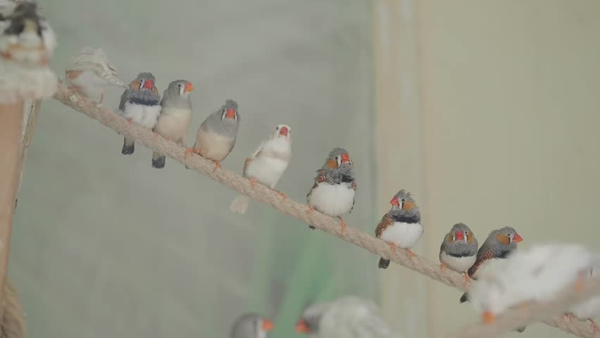 Small colorful songbirds sitting on thick rope together, active avian group interaction, soft natural indoor lighting.
