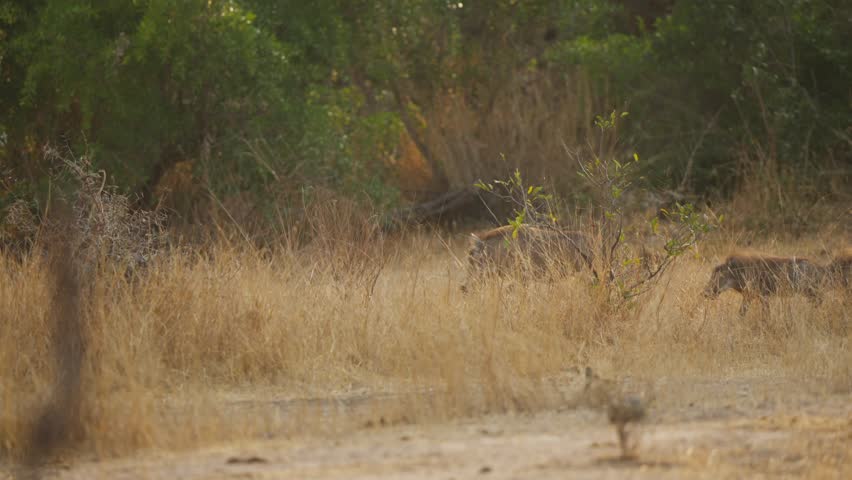 Warthogs in Kruger National Park walk through dry savanna grassland in slow motion, moving as a small group near bushveld vegetation during golden hour safari scene.