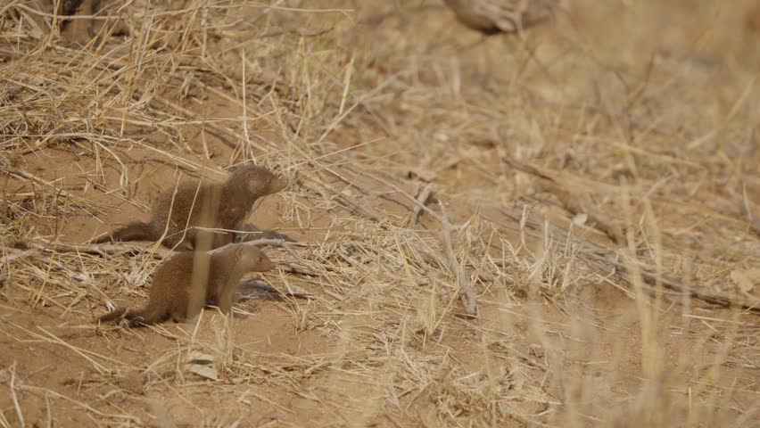 Dwarf mongooses look around in dry grass in Kruger National Park, South Africa. Slow-motion wildlife moment shows alert sentinels scanning the savanna for predators.