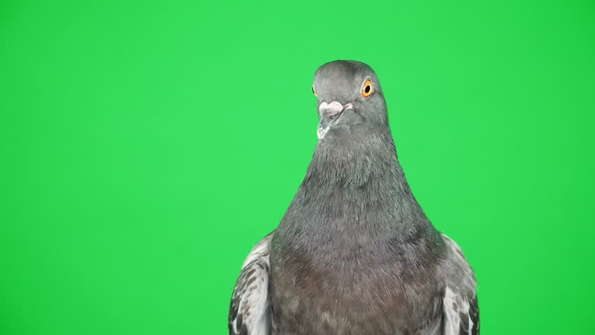 Gray feral pigeon turns and looks against greenscreen