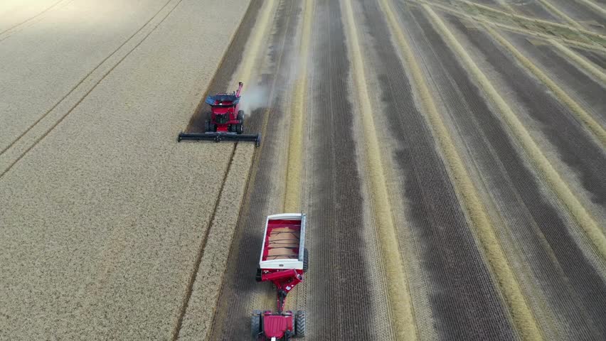 Aerial view shows Combine harvester and tractor with grain trailer working in wheat field. Harvesting crops in farmland on a sunny day.