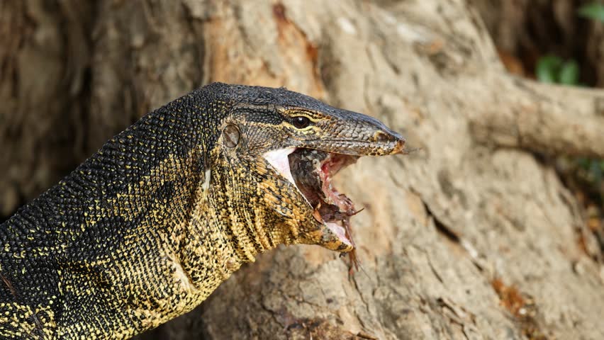 Close-up profile shot of a water monitor lizard swallowing a fish in natural light