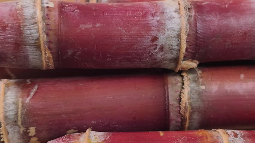 Close-up of purple sugarcane stalks on wood
