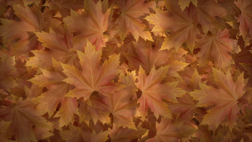  3D rendering 4K video transition featuring golden maple leaves blowing across the frame. This clip includes an alpha channel for a transparent background overlay. It is perfect for autumn projects.