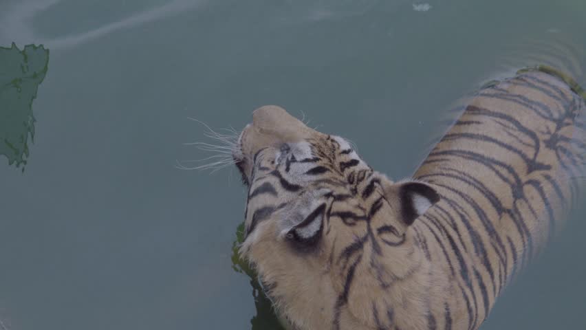 Back view of a tiger swimming in the water pond at the zoo.