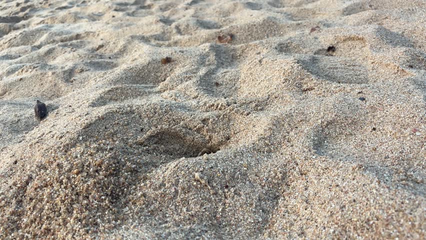 Ghost Crab Hiding and Coming Out of Sand Hole. A ghost crab peeks out and emerges from a sand burrow on a sunny beach. This coastal crustacean shows its natural hiding behavior in a tropical environment.