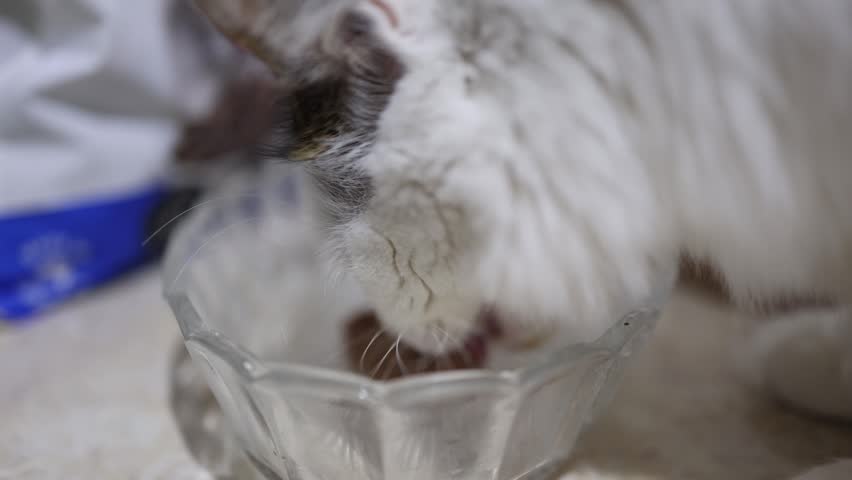 Detailed close-up of a fluffy cat eagerly eating tinned fish near a barrel. Soft natural light highlights the texture of its fur, creating a cozy and intimate animal portrait.