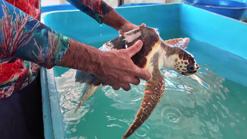 Professional conservationist carefully holds a juvenile sea turtle over a blue tank, inspecting its health before releasing it into the water