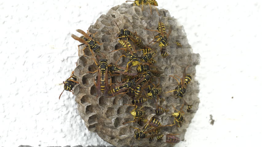 Close-up footage of a digger wasp and its nest, a european species of wasp belonging to the Vespa genus.