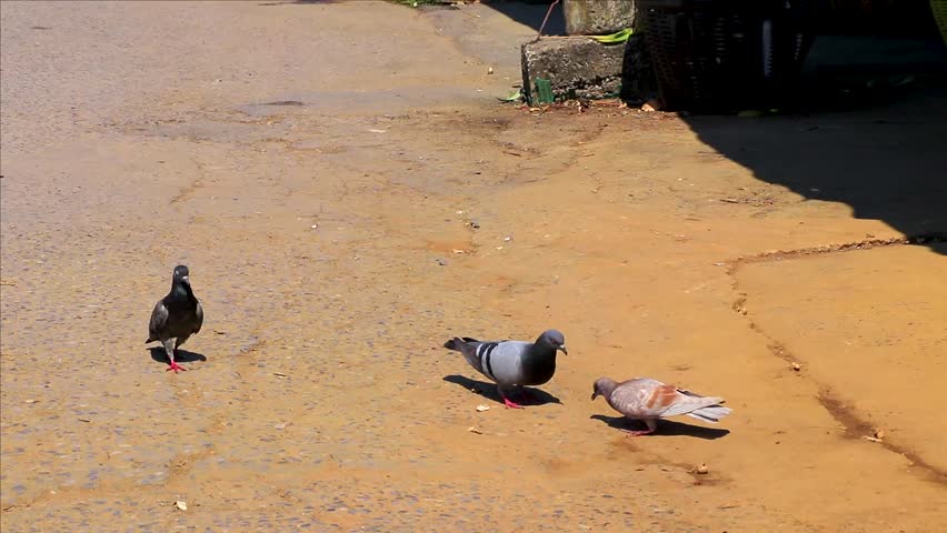 Pigeon pigeons dove doves bird birds walking around on grass ground in Khon Kaen District Khon Kaen Province Isan Northeast Thailand in Southeast Asia.