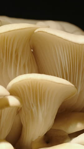 Close-up time-lapse of mushroom gills opening and cap development, biology concept.