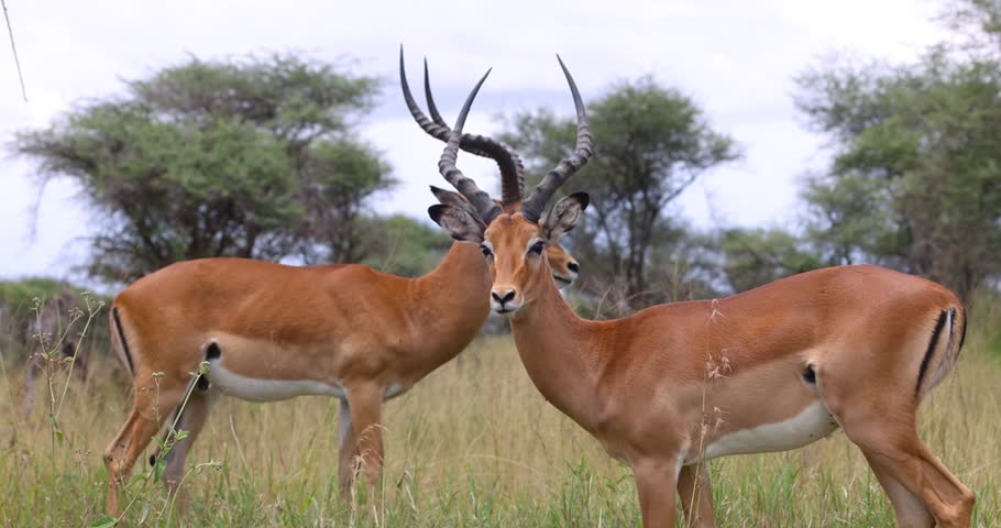 Two young male impalas sparring and locking their horns in a dominance fight on the African plains.
