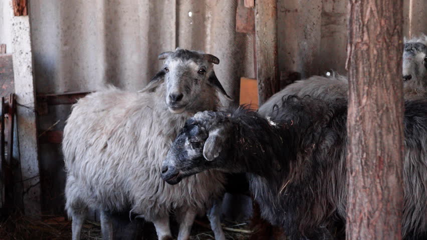 Group of gray sheep standing together inside a rustic barn with wooden structures and metal walls, showcasing their woolly coats and calm demeanor in a farm setting