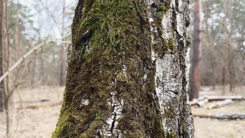 Several tinder fungus growing on the trunk of old birch with moss in a spring forest, view while vertical panning against the sky and other trees 
