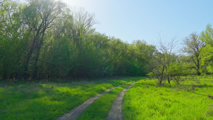 Walking through forest path, beautiful spring landscape with its green grass and trees creates a stunning natural scene
