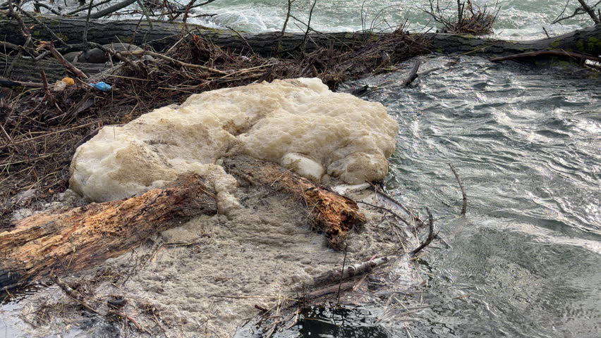Large clusters of dirty foam gather against wooden debris in a flowing river. The scene evokes a sense of concern and gloom. Choppy water moves past the trapped suds and tangled branches.