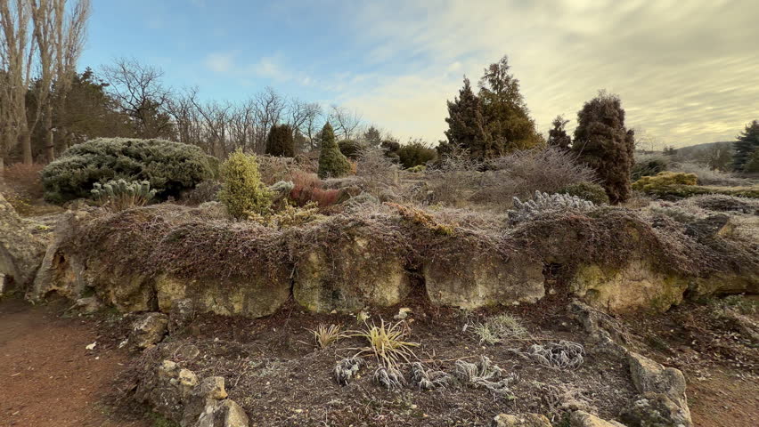 Hoarfrost coats delicate plants and rugged rocks in this beautiful winter garden. The scene feels crisp and magical as morning light hits the landscape. It is a quiet moment in nature.