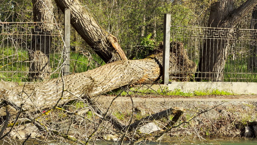 A massive fallen tree rests heavily against a decorative iron fence. The scene creates a feeling of surprise and raw natural power. Bright sunlight illuminates the rough bark and green forest.