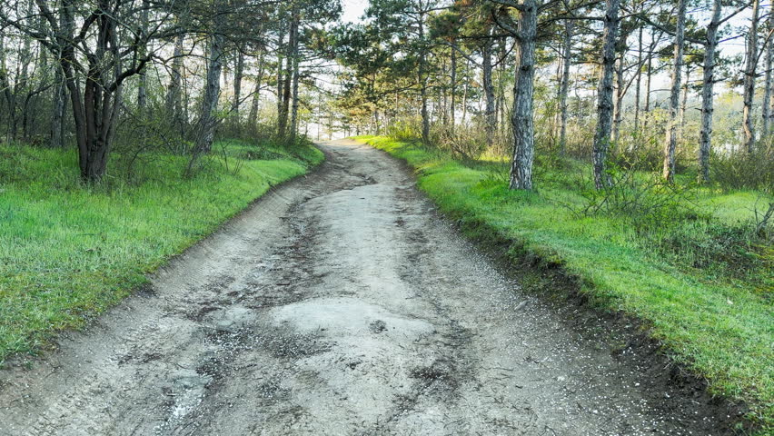 A peaceful dirt path winds through a quiet forest of tall trees. This scenic view feels inviting and calm. The soft morning light highlights the fresh green grass along the trail.
