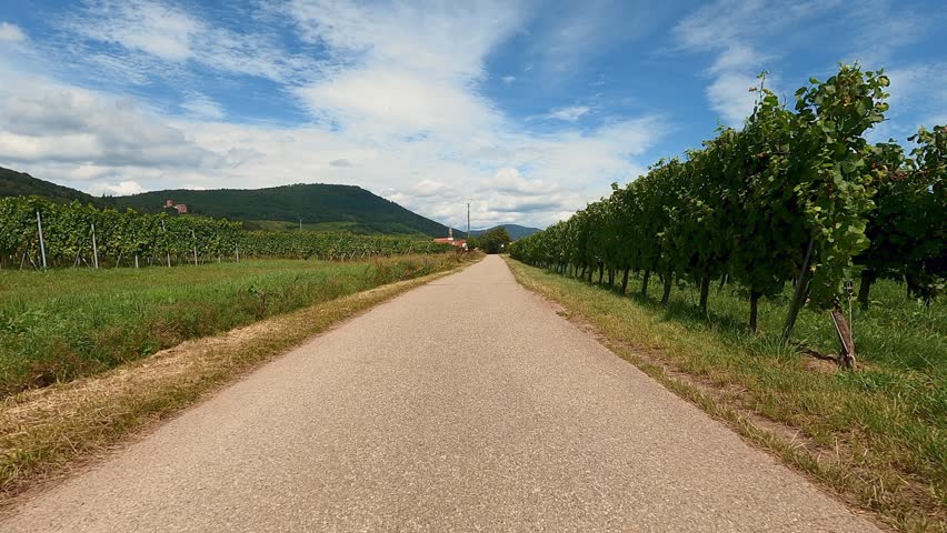 Riding along fruit plantations in Alsace France at summer sunny day, view of empty asphalt countryside road. Moving through green fruit and grape trees
