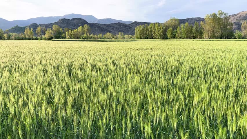 Growing Wheat Crop in Countryside Farm Close-Up
