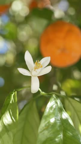 White citrus blossom Citrus sinensis in bloom, source of natural fragrance ingredients used in perfumery. Orange tree flower widely used in agriculture and essential oil production. 