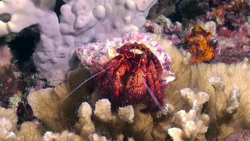 Red Hermit crab walking over coral reef