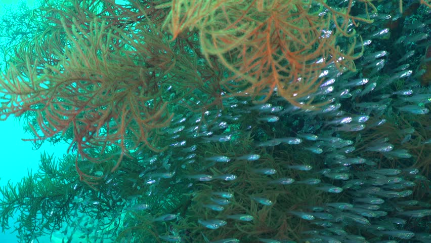 Glass fish close up between black coral being chased by coral grouper