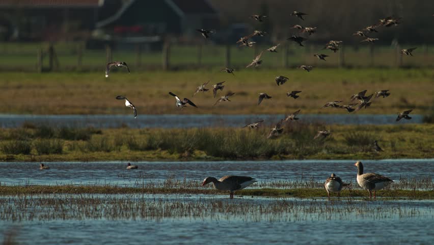 Cinematic super slow motion of a flock of birds taking flight over a serene Dutch marshland.