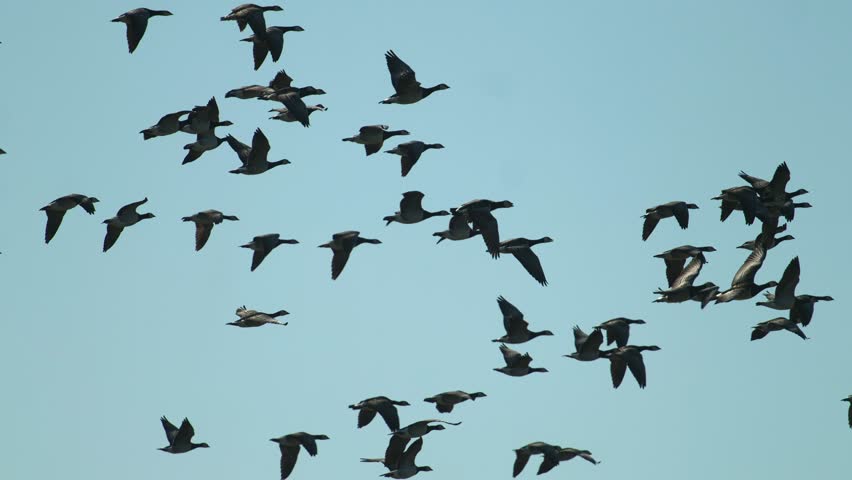 Dramatic super slow motion of a massive flock of wild geese migrating through the Middelburg sky.