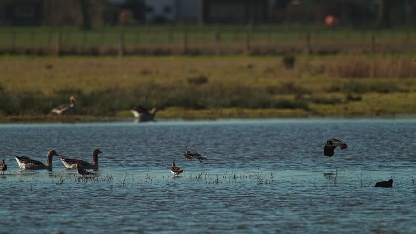 Cinematic super slow motion of ducks and geese swimming and taking flight in a Dutch wetland.