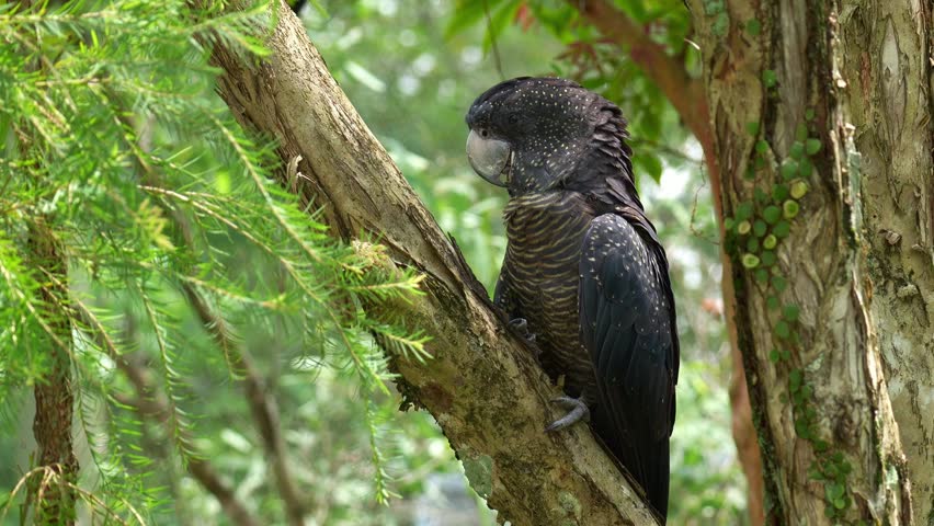 A female Red-tailed Black Cockatoo (Calyptorhynchus banksii) perches on a tree branch in its natural habitat, close up shot.