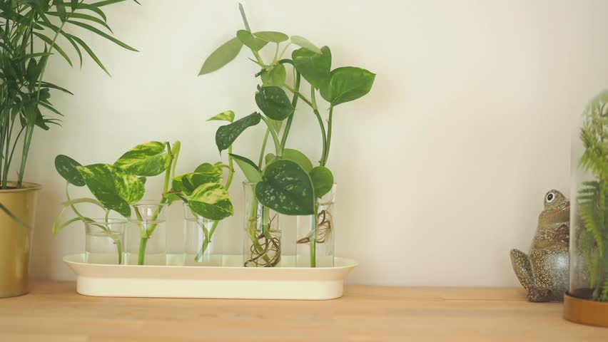 Footage capturing fresh green plants in clear glass vases on wooden table, enhancing room with tranquil and natural ambiance.