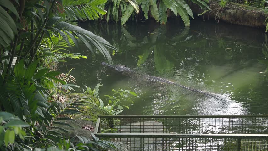 Long-snouted gharial crocodile swims slowly through a green pond surrounded by lush tropical foliage, calm natural habitat motion.