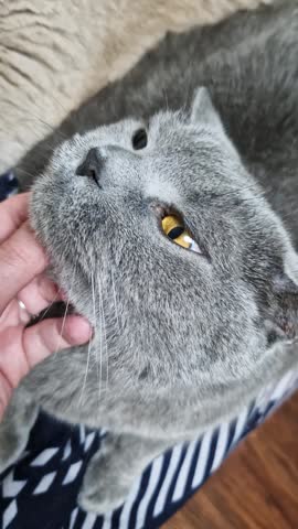 Grey British shorthair cat with amber eyes lies down while being petted under the chin. Close-up shot captures the cat