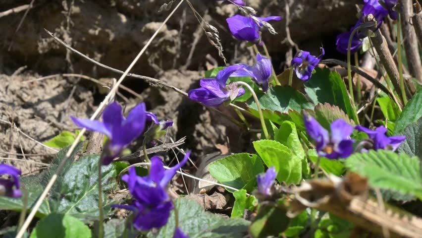 Group of purple wild violets growing on sunny hillside, spring forest, side light
