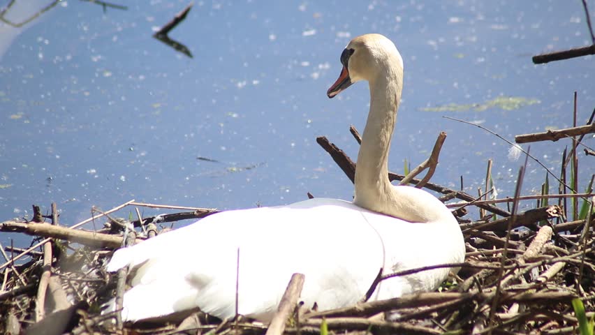 Close-up view of a swan resting in its nest near a pond