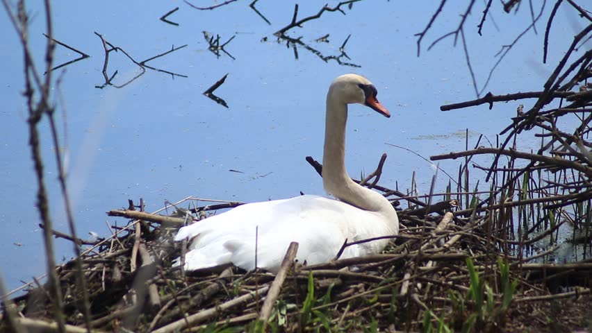 A swan resting in its nest near a pond